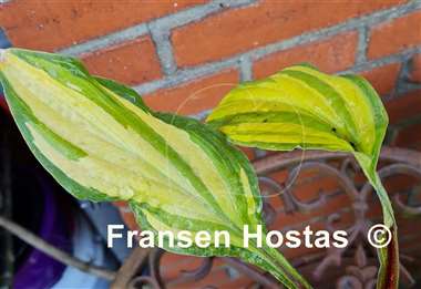 Hosta Lipstick Kiss